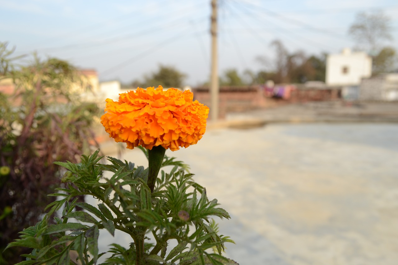 flower  genda  marigold free photo