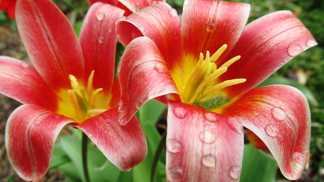 flower  tulip  rain free photo