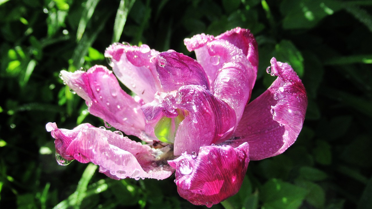 flower  rain  dew free photo