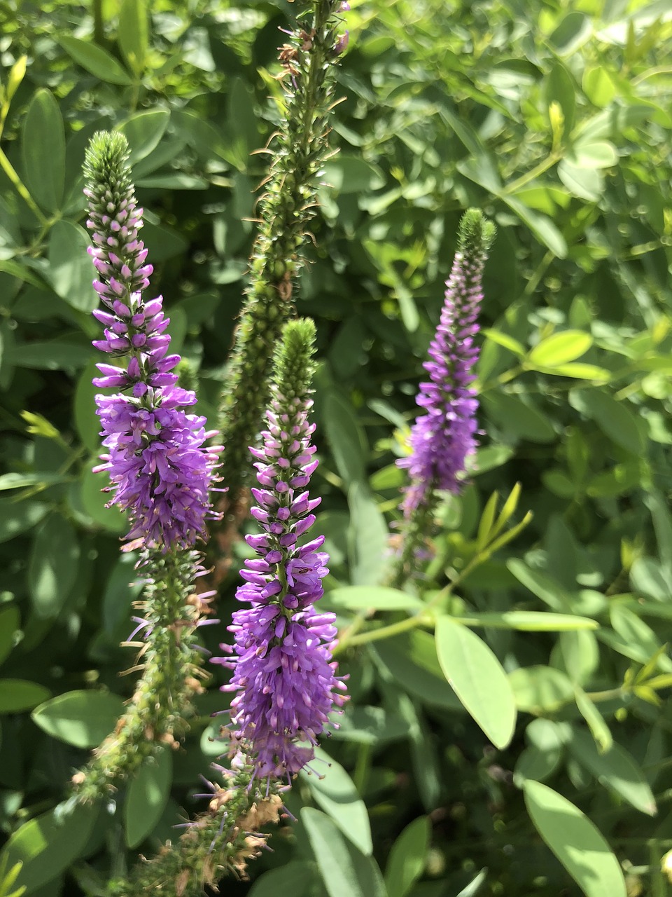 flower  garden  summer free photo