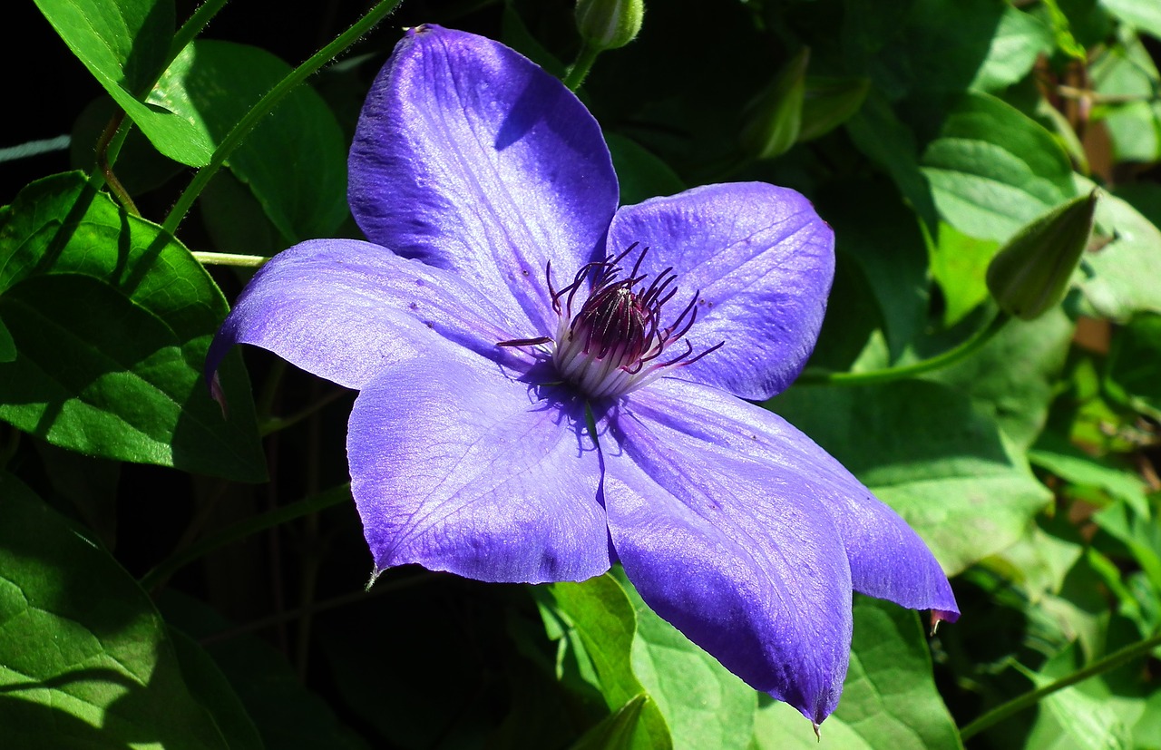 flower  clematis  closeup free photo