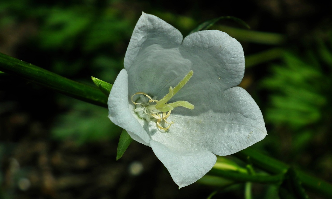 flower  white  nature free photo