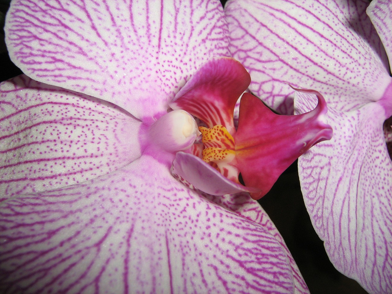 flower macro petal free photo