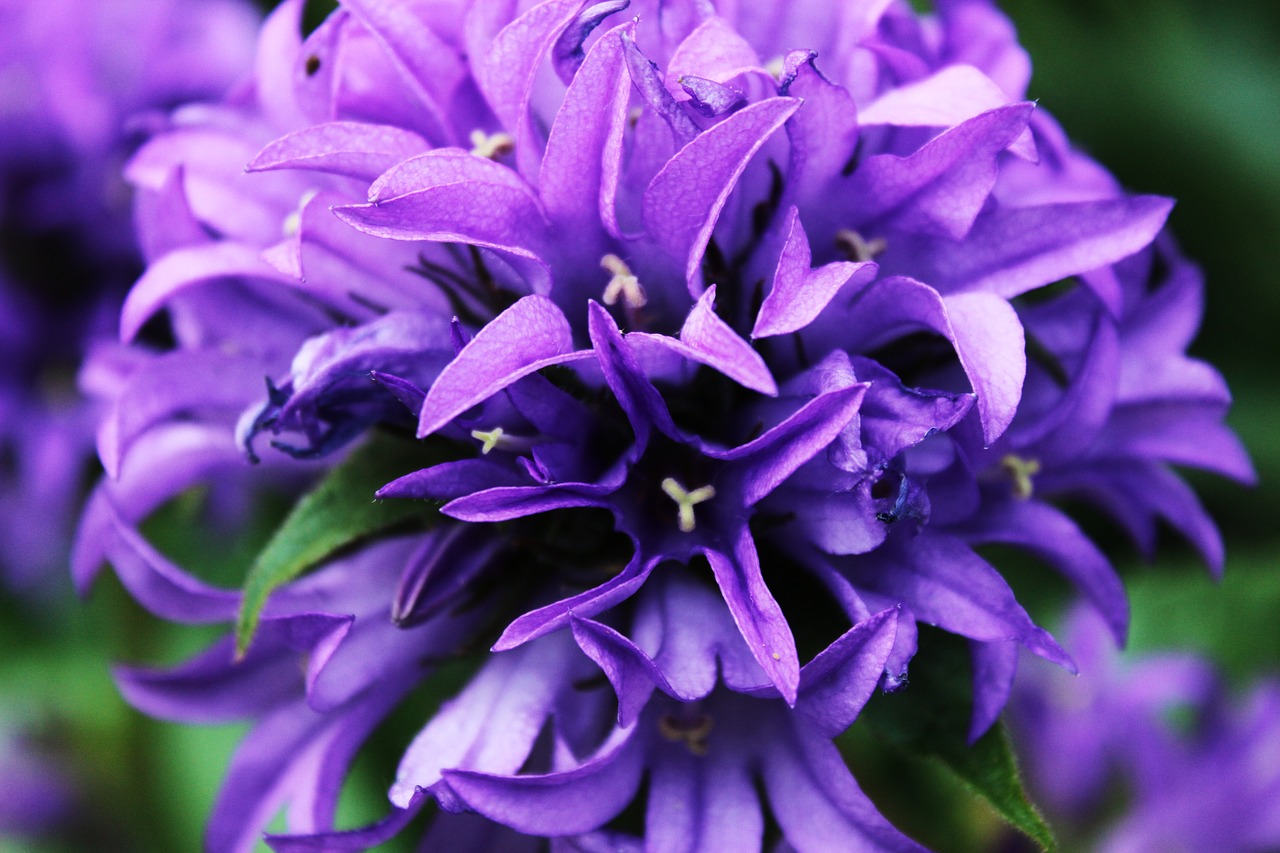 flower  purple flower  blooms free photo