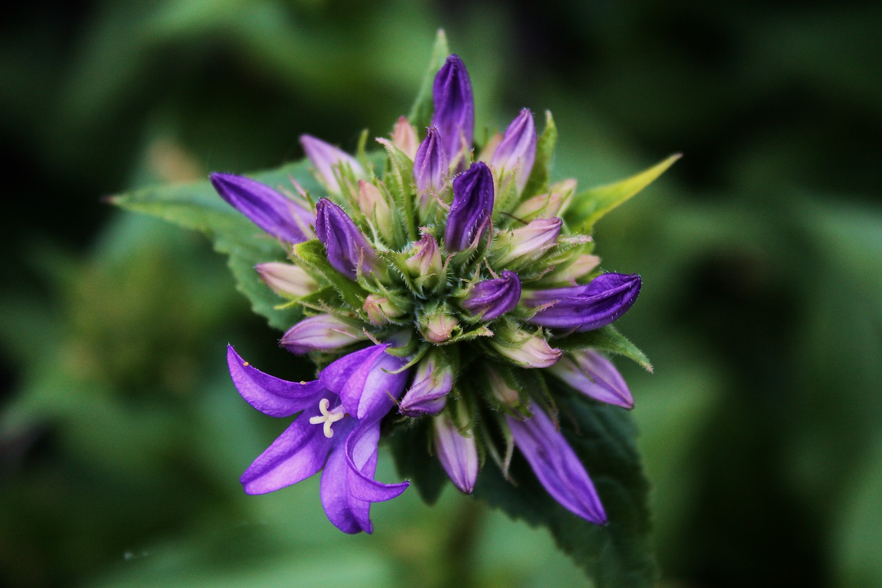 flower  purple flower  violet free photo