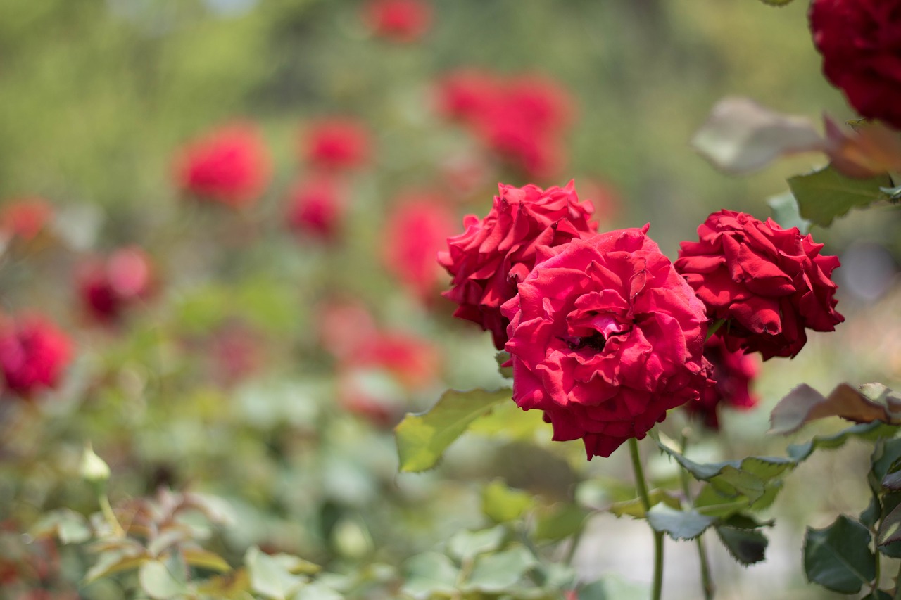 flower  garden  rose free photo