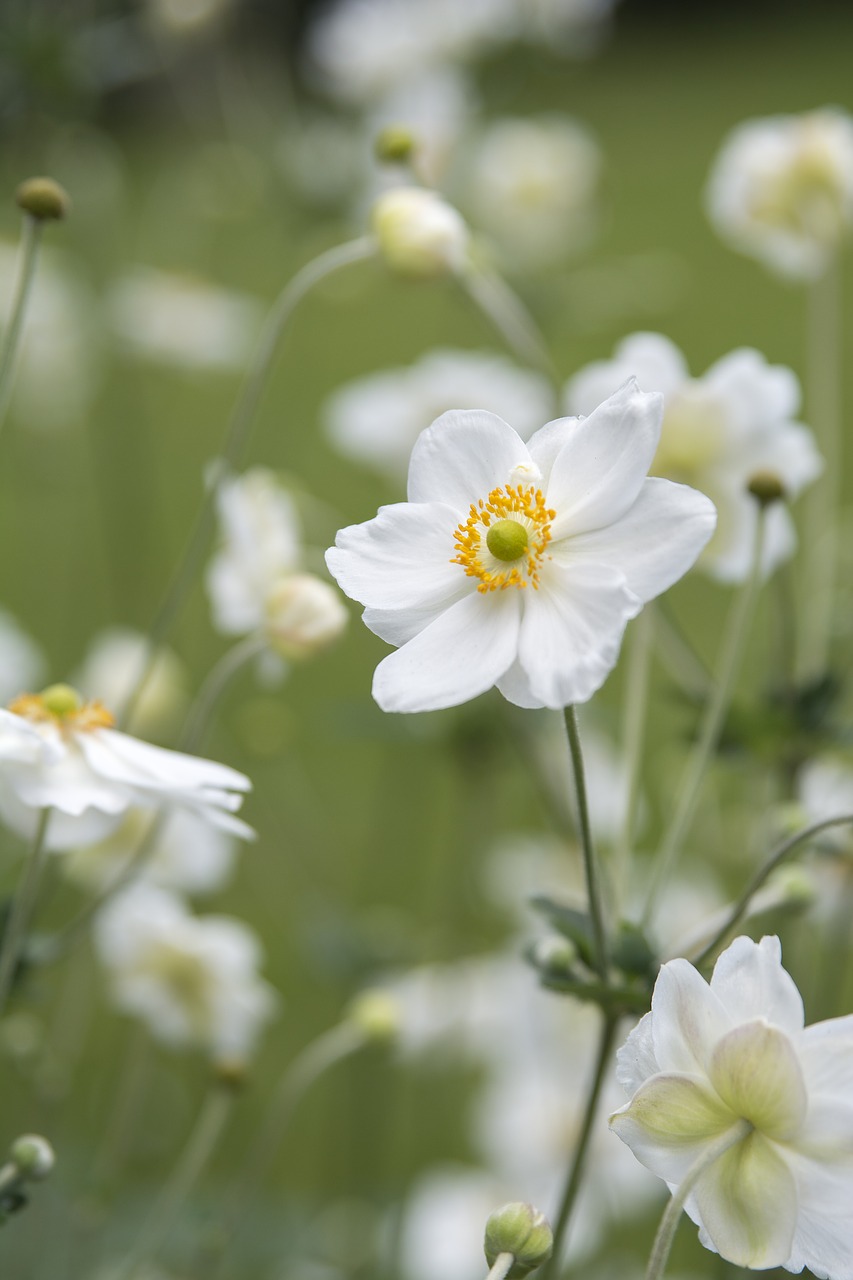 flower  nature  plant free photo