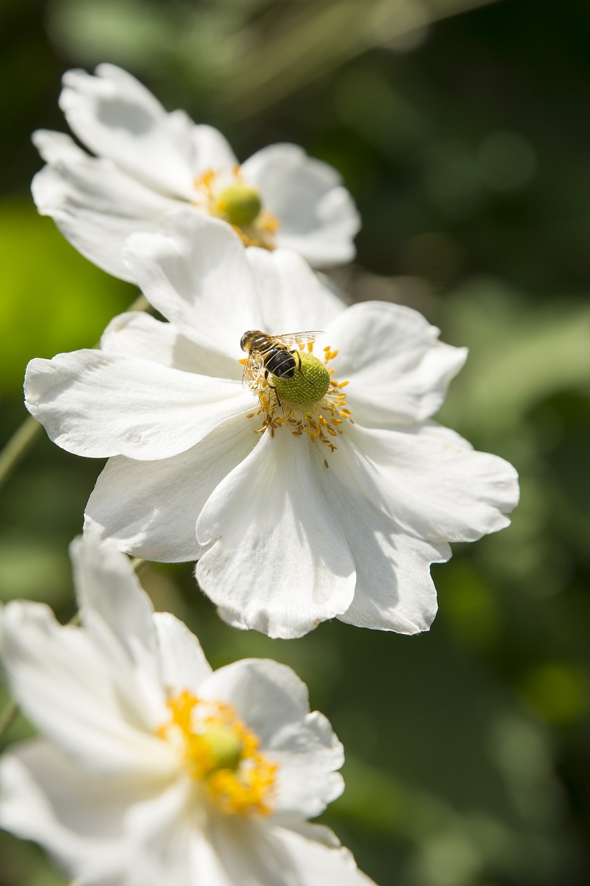 flower  nature  plant free photo