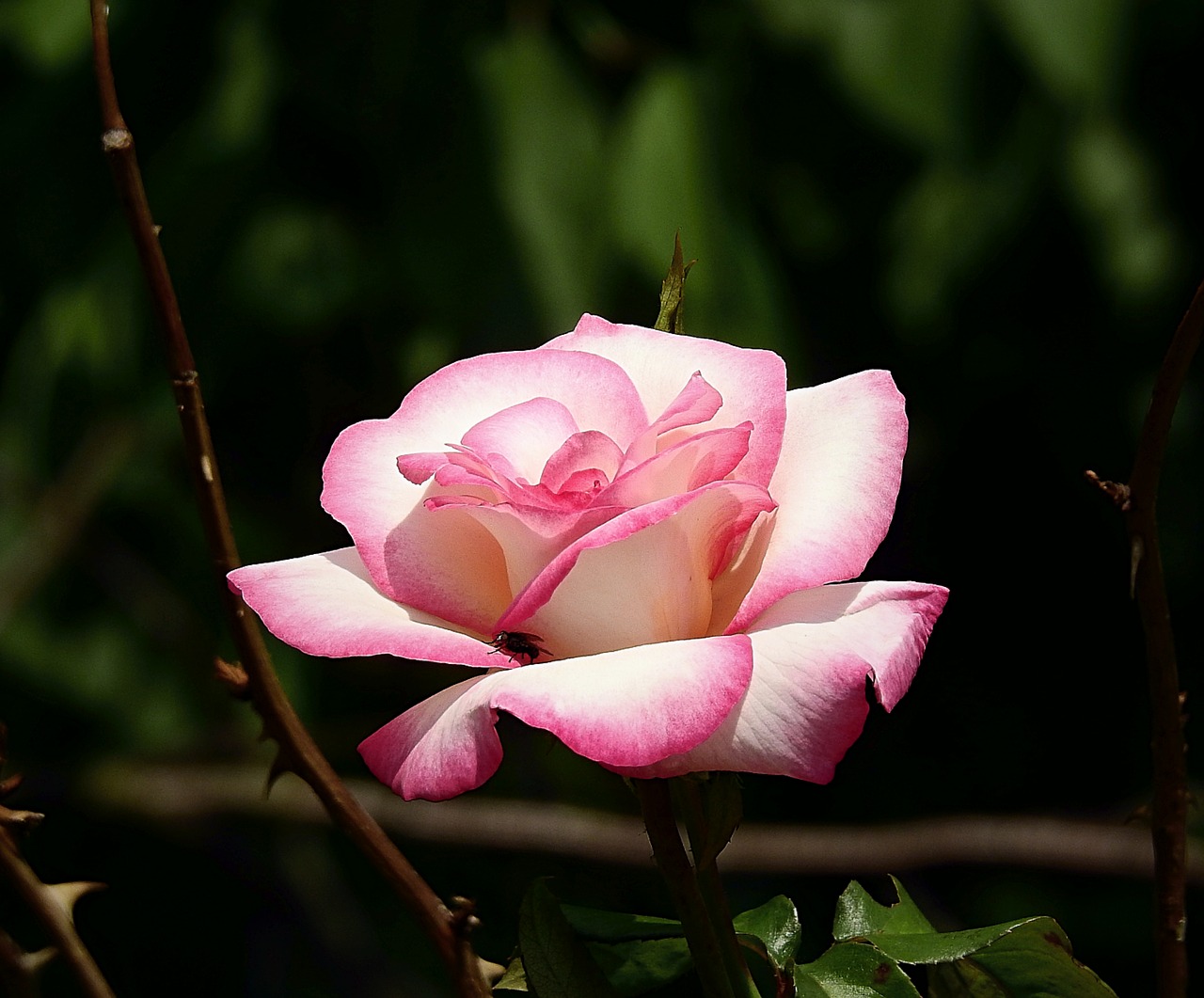 flower  rose garden  blooming flower free photo