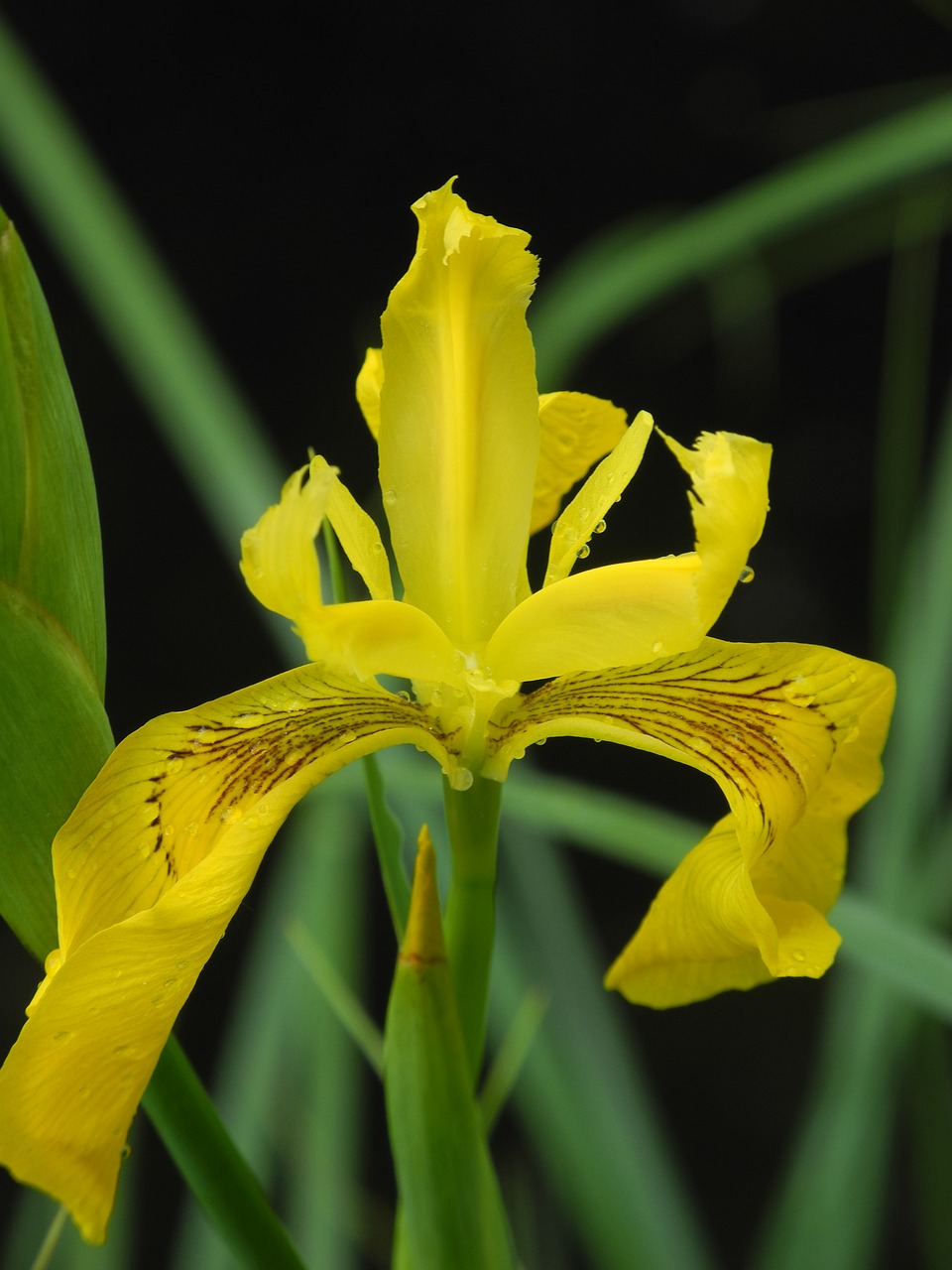 flower  yellow  lily free photo