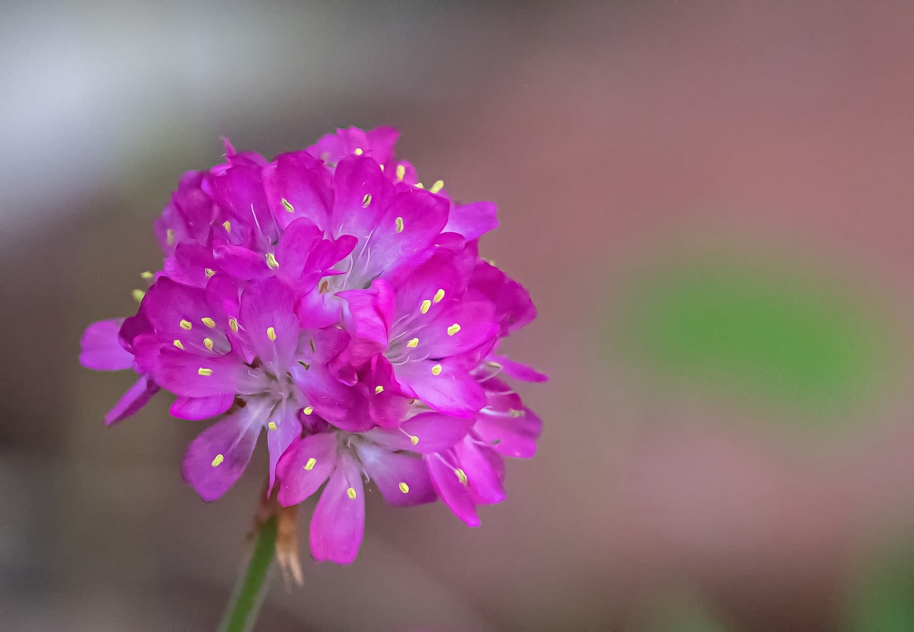 flower  blossom  bloom free photo