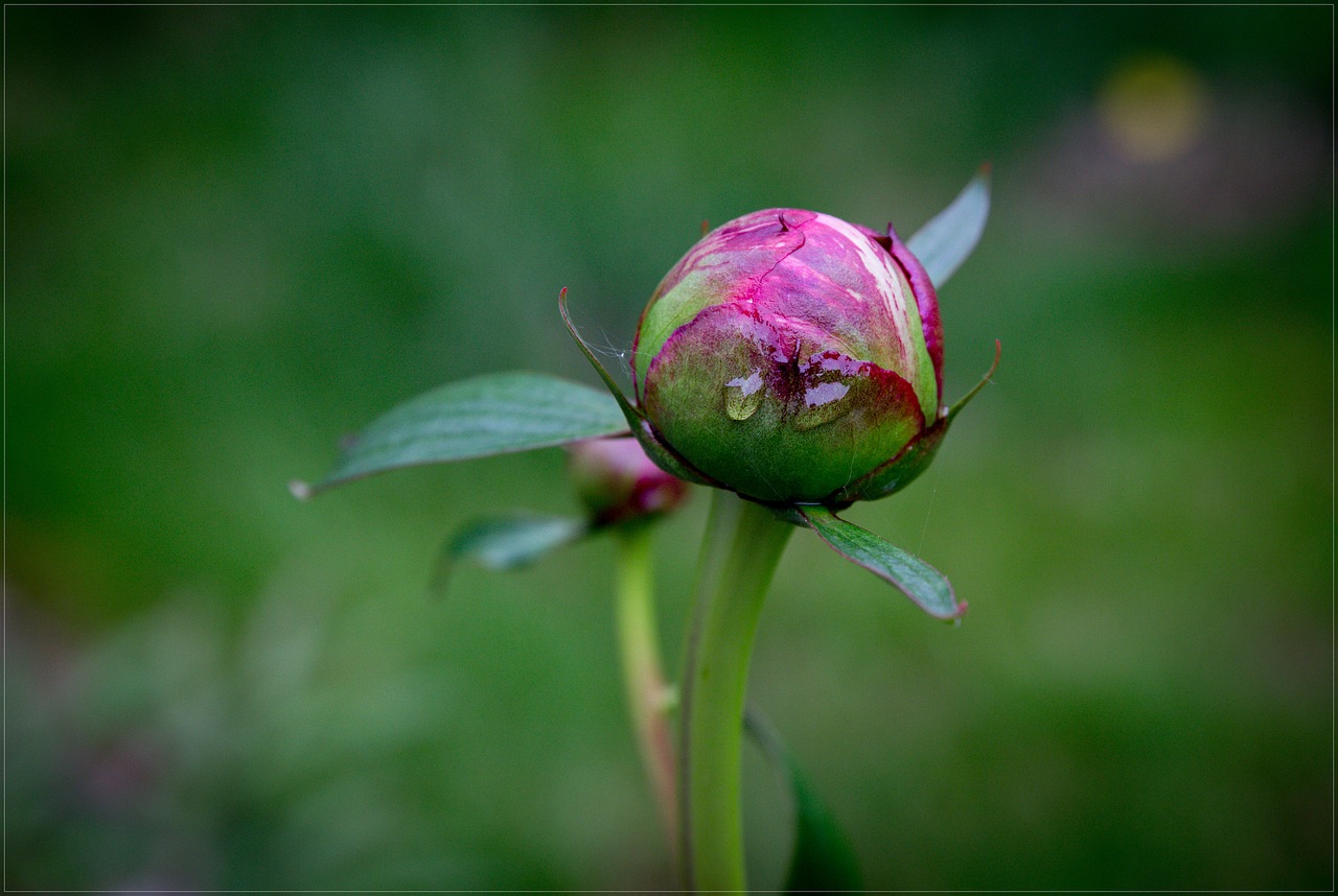 flower  plant  garden free photo