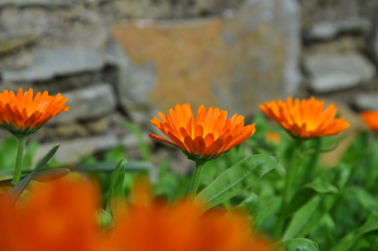 flower  orange  blossom free photo