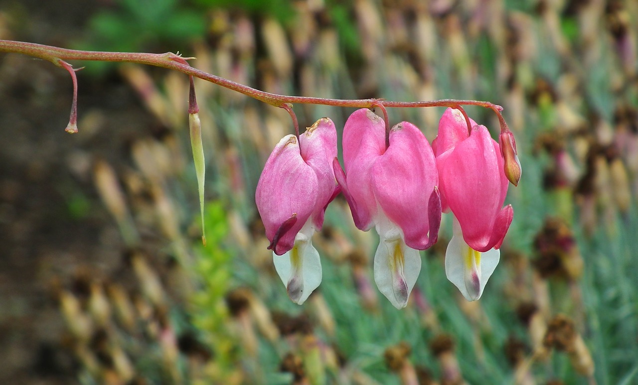 flower  hearts  pink free photo