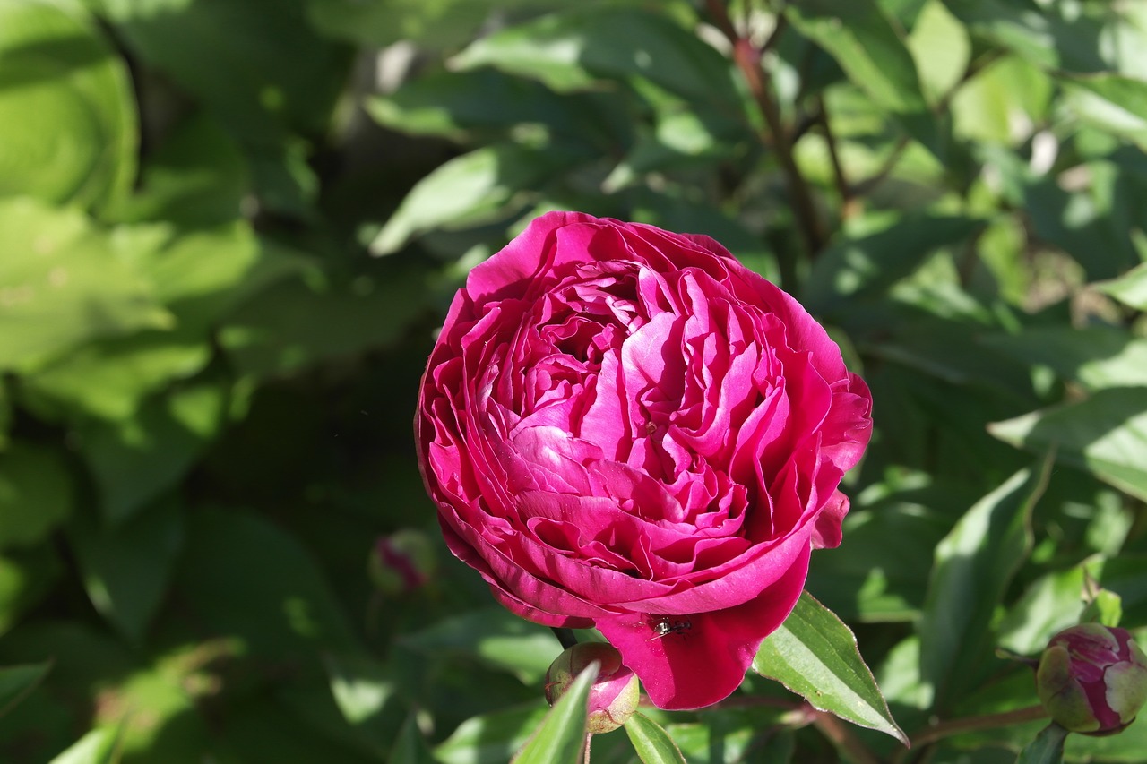 flower  rose  green free photo