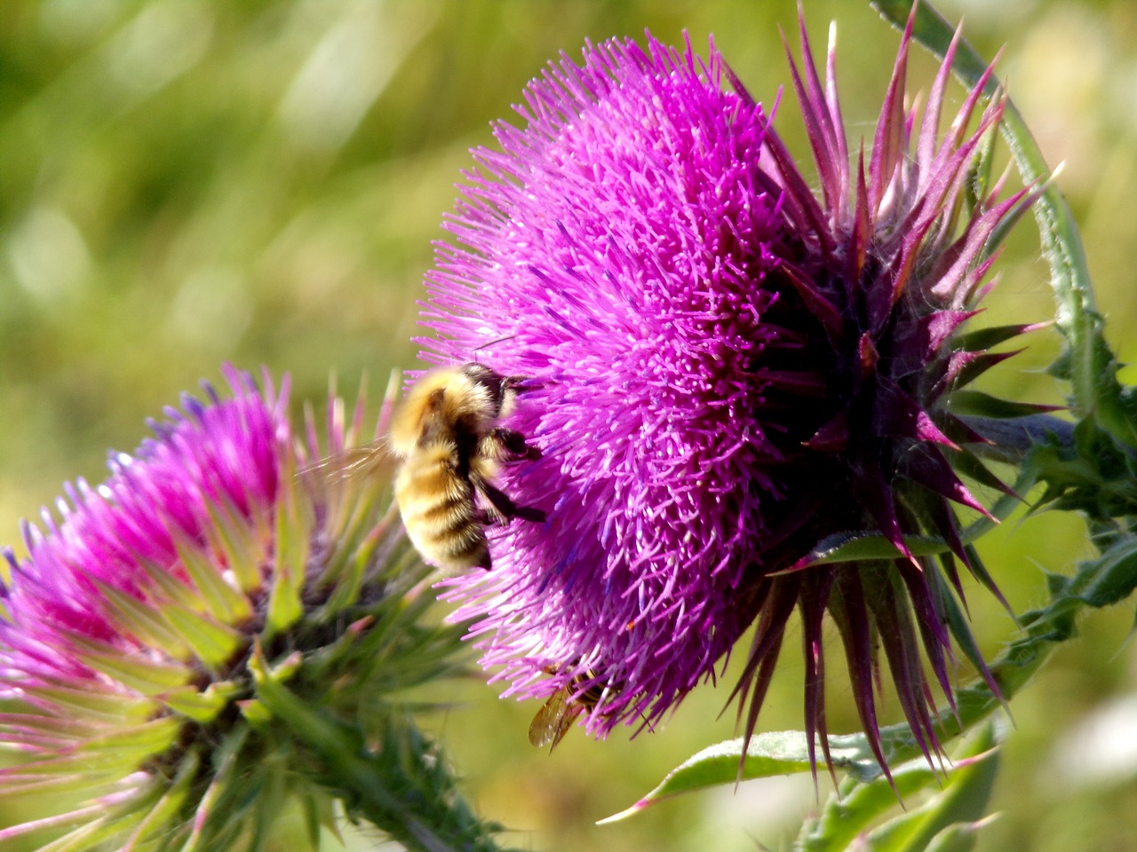 flower  bee  bourdon free photo