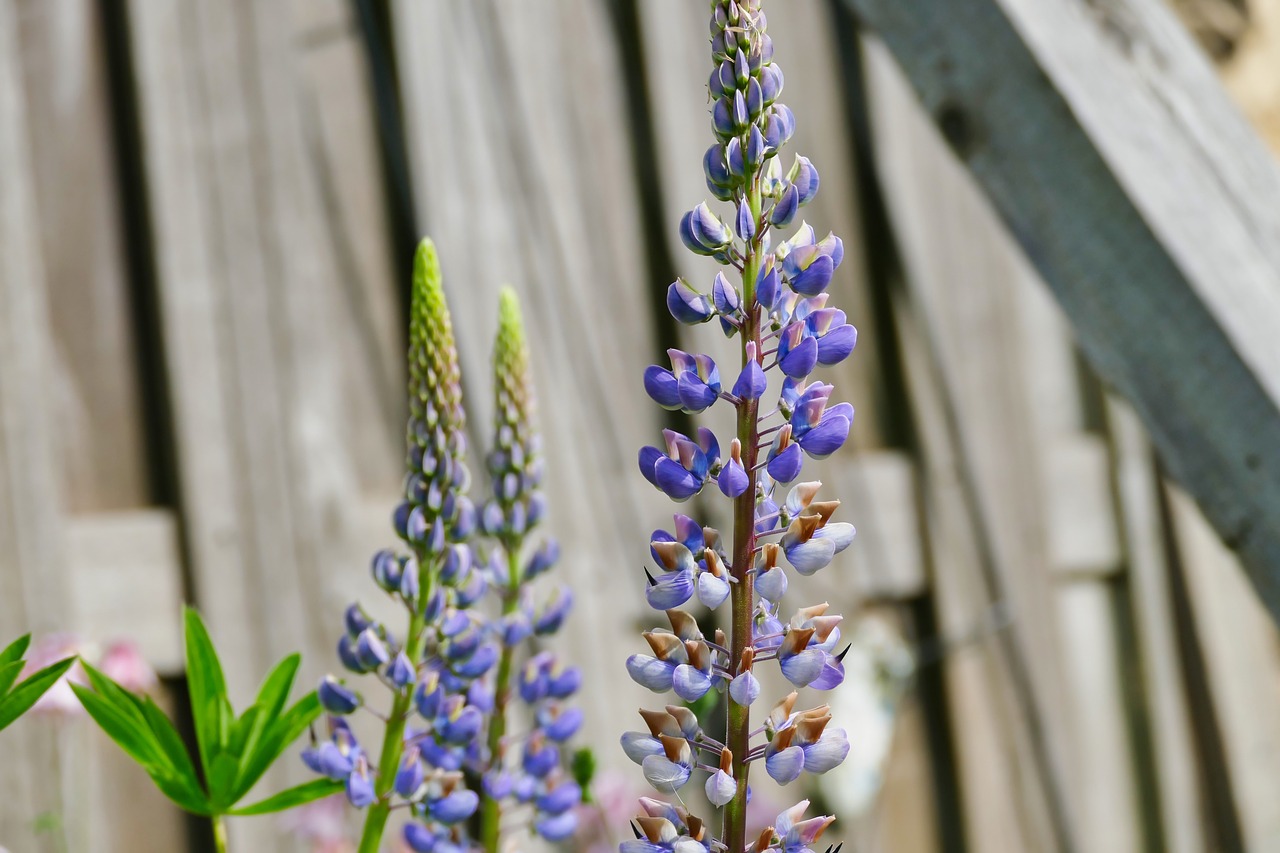 flower  plant  blossom free photo