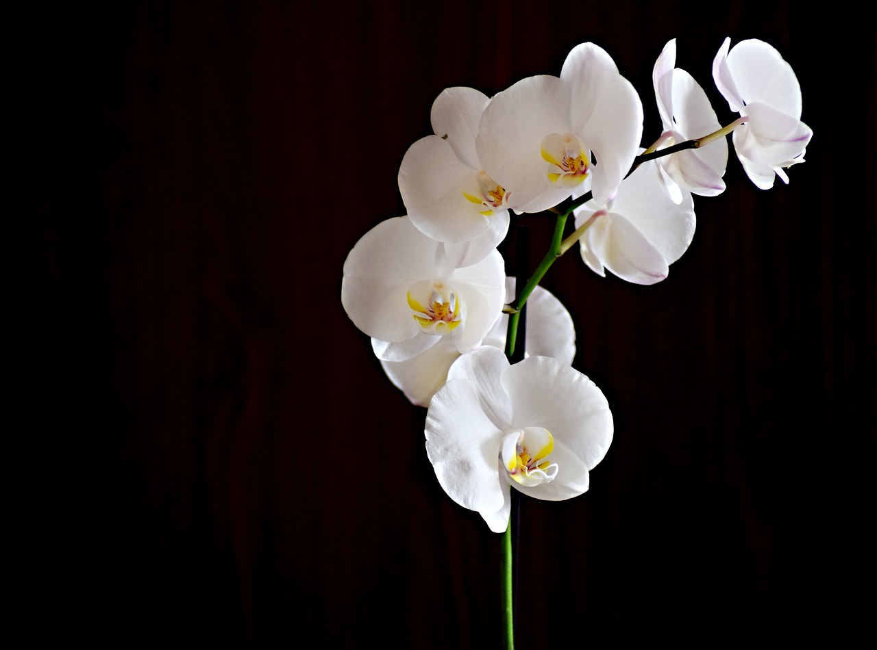 flower  orchid  room flower free photo