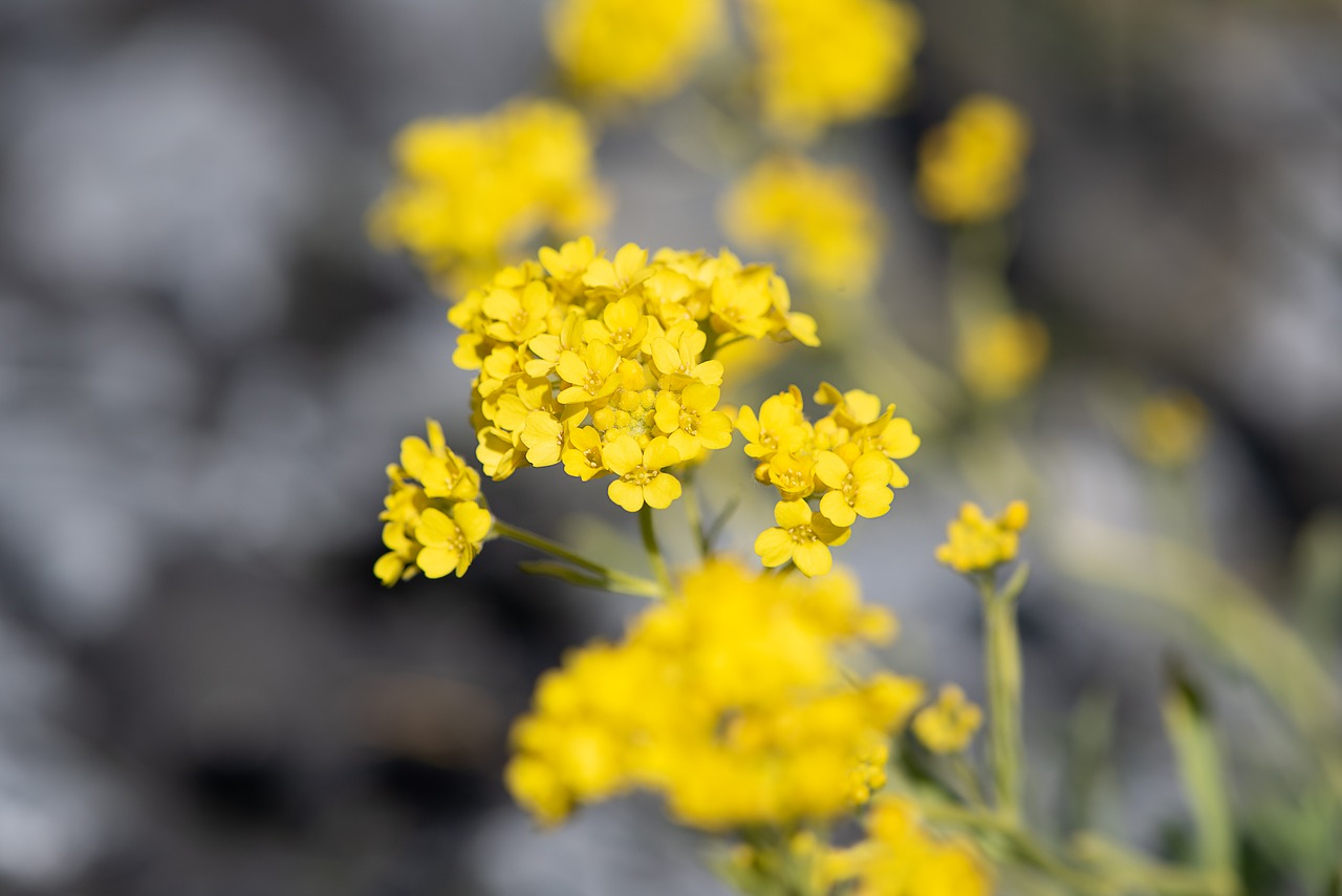 flower  yellow  yellow flower free photo