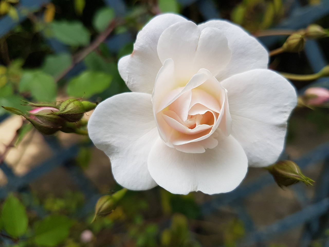 flower  white  white flowers free photo