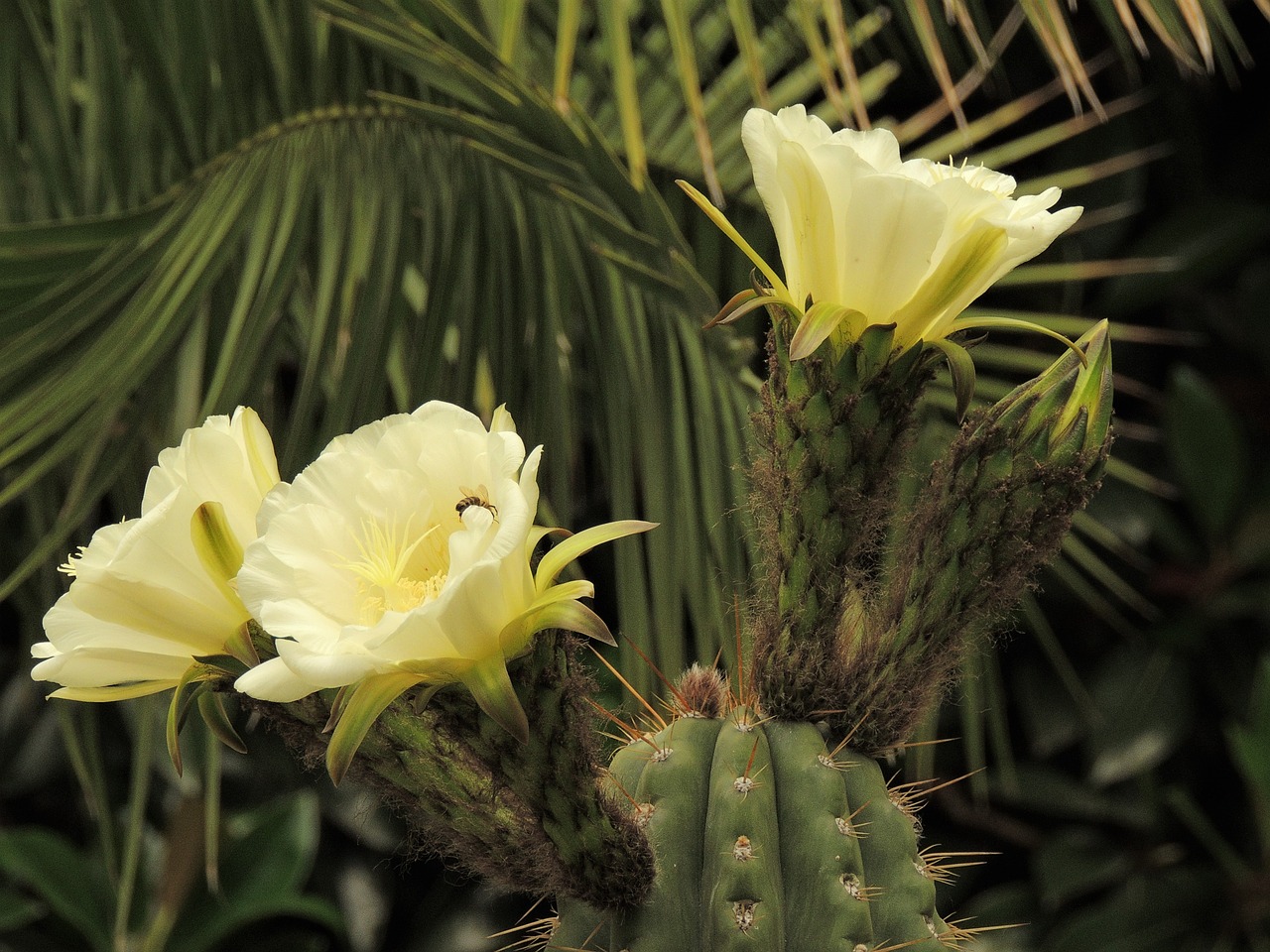 flower  cactus  plant free photo