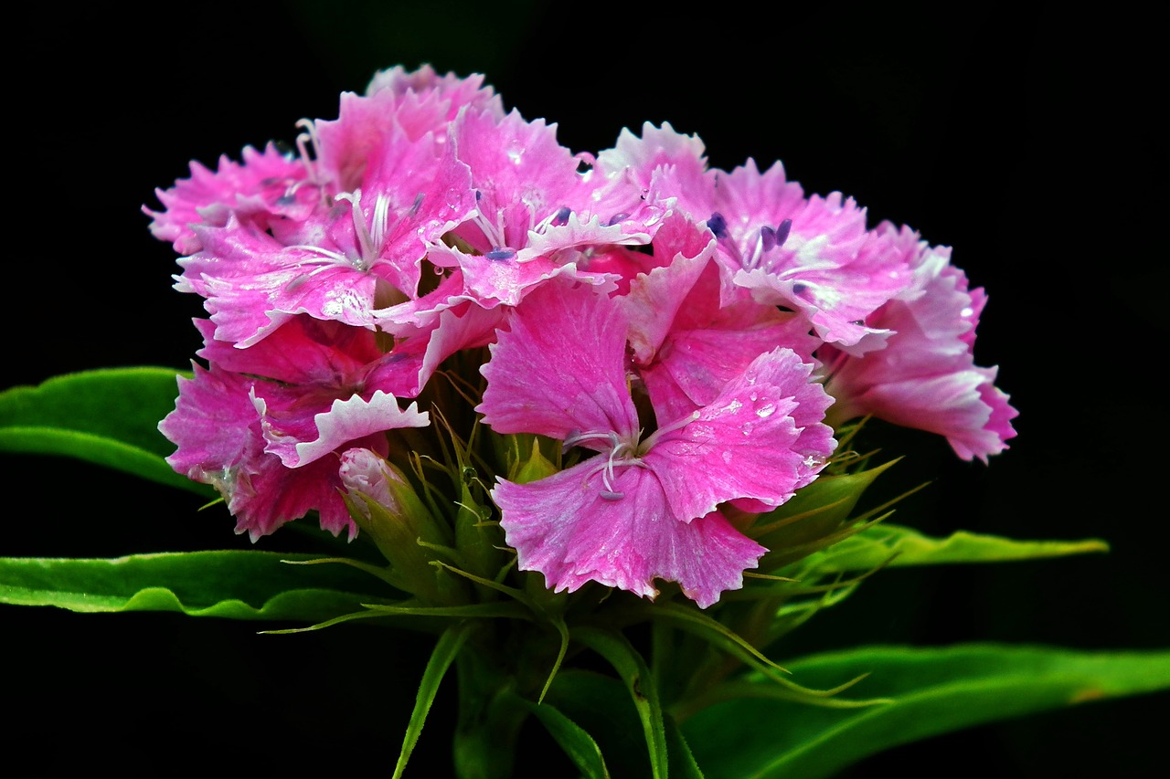 flower  gożdzik stone  pink free photo