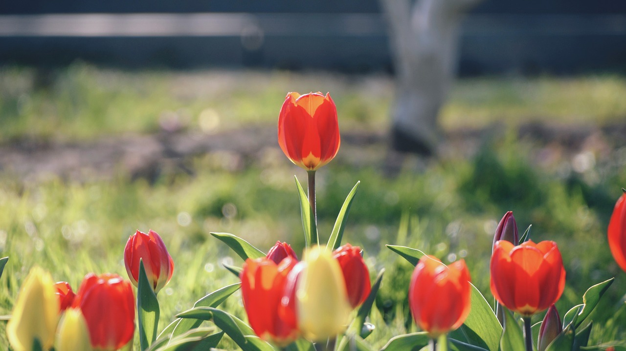 flower  spring  tulip free photo