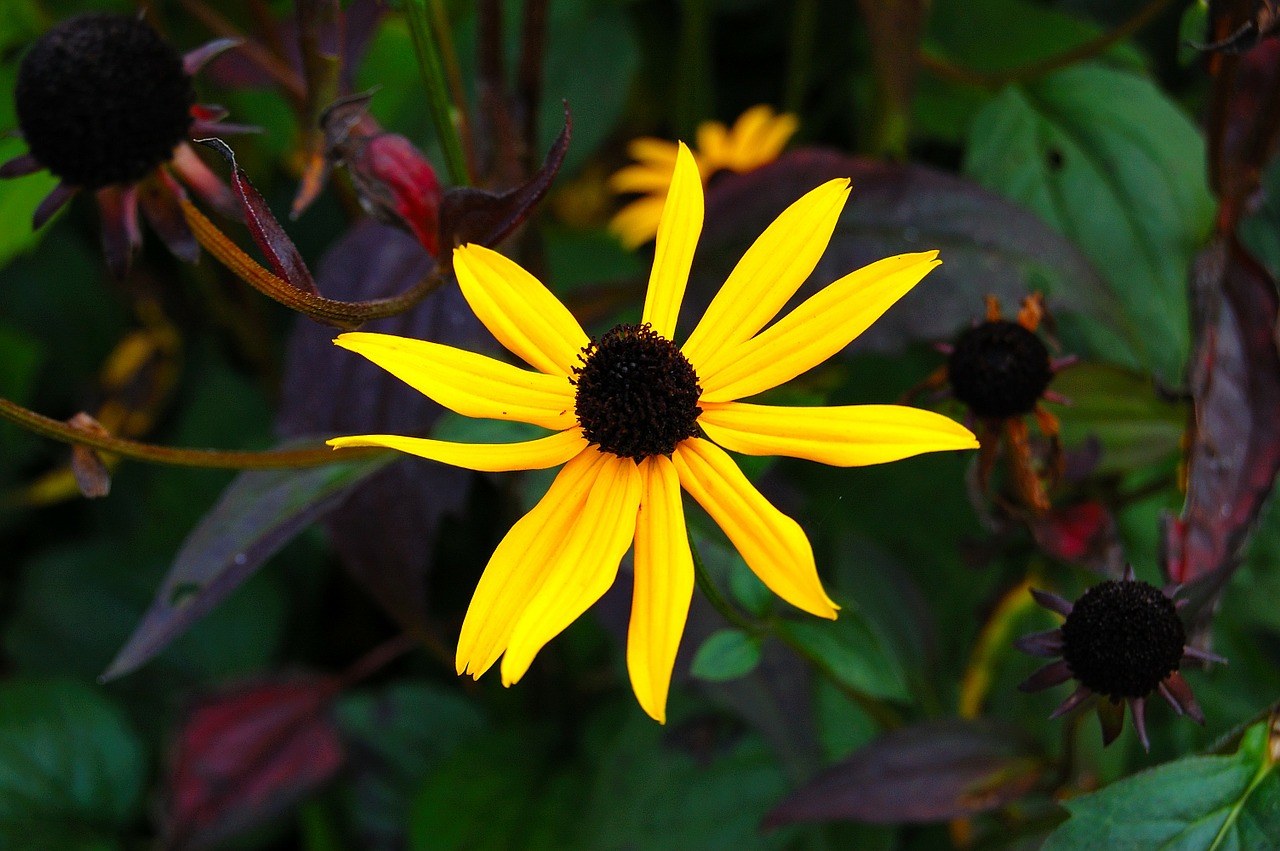 flower yellow plant free photo