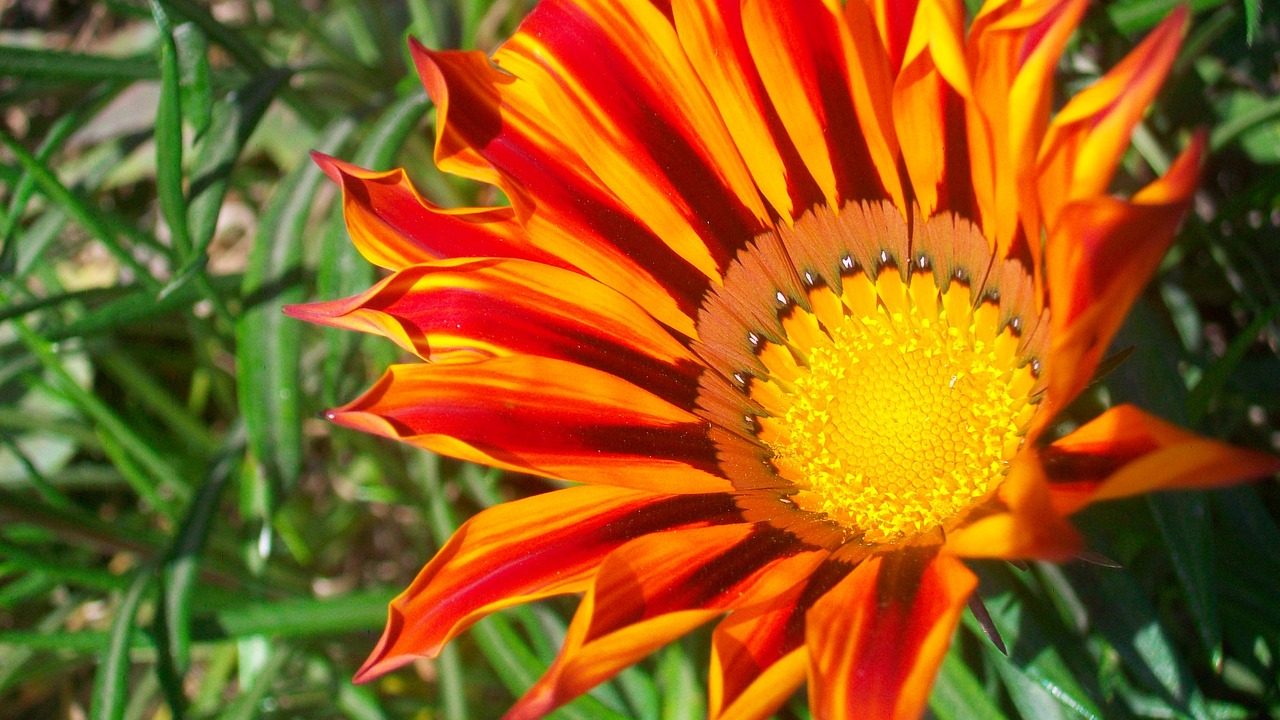 flower  flower closeup  sunflower free photo