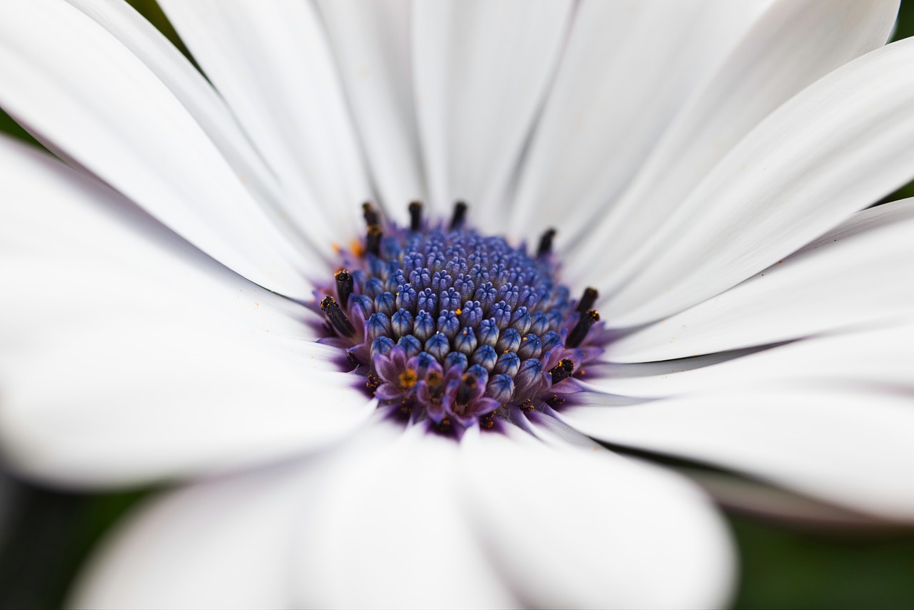 flower  blossom  bloom free photo