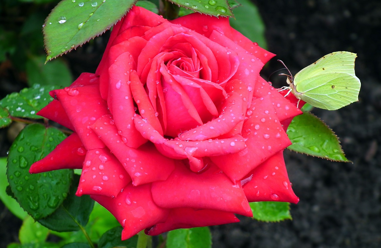 flower  rose  red free photo