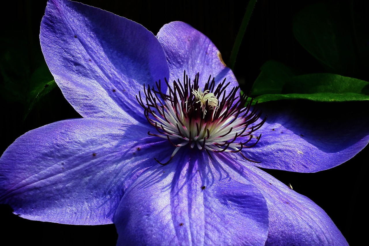 flower  clematis  blue free photo