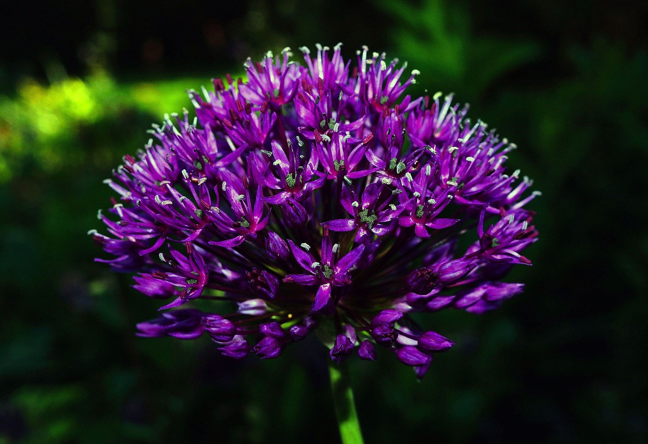 flower flowers purple free photo