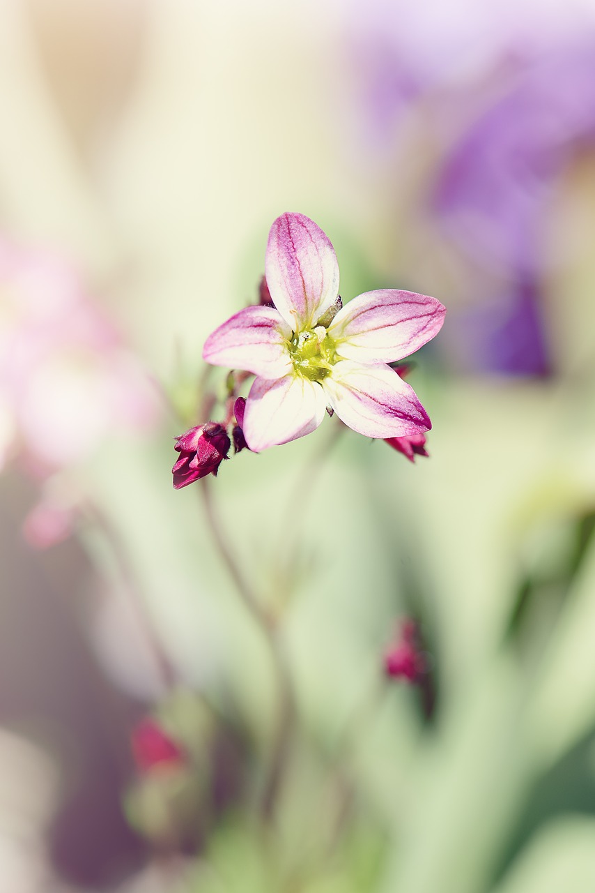 flower  small flower  blossom free photo