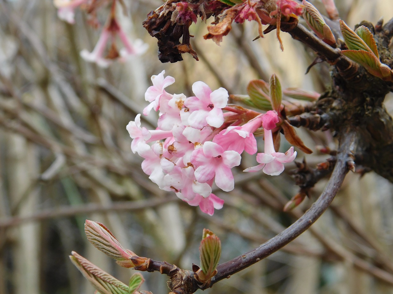 flower  tree  summer free photo