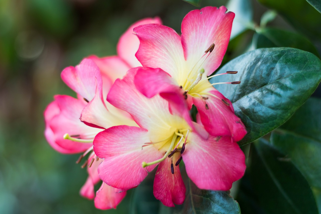 flower  garden  rose free photo