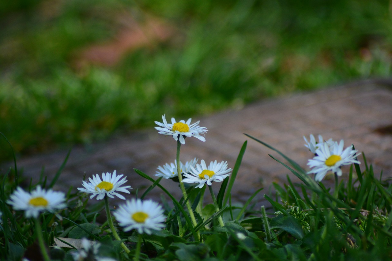 flower  flowers  nature free photo