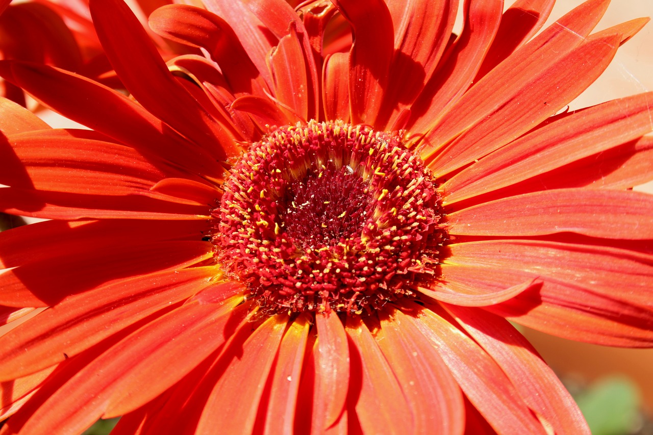 flower  red  plant free photo