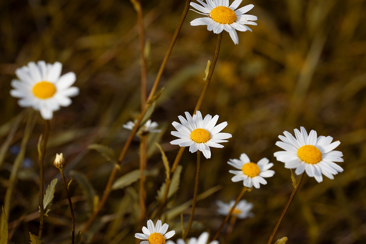 flower  white  white flowers free photo