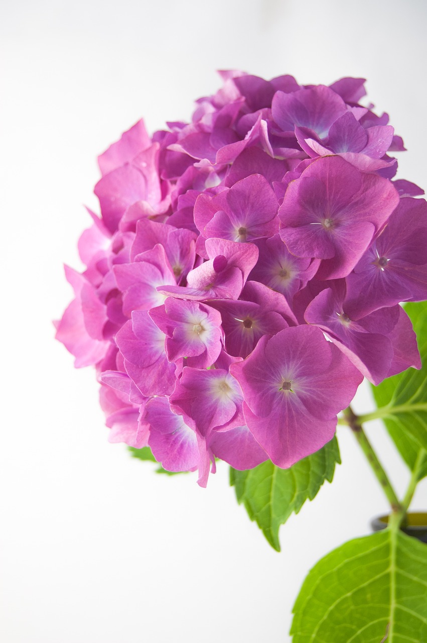 flower  hydrangea  vase free photo