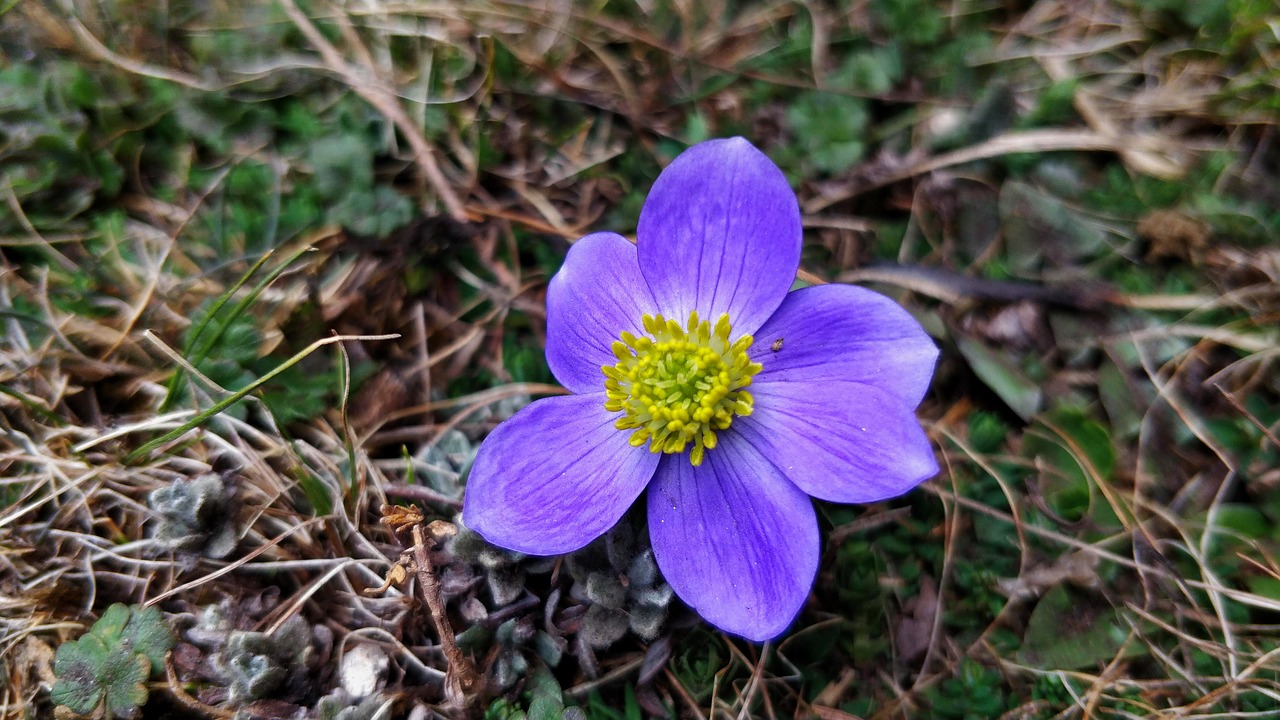 flower  purple  purple flowers free photo