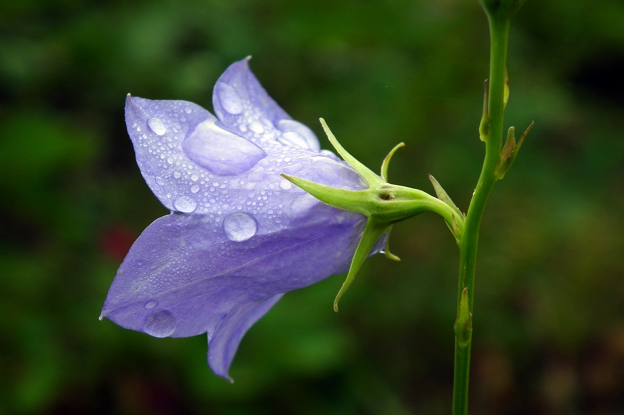 flower  rozwar  blue free photo