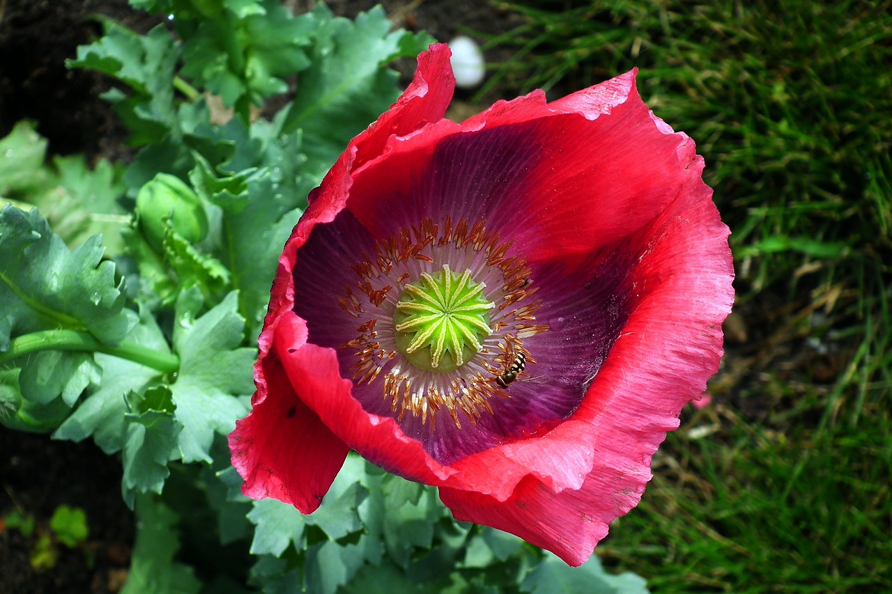 flower  poppy garden  the petals free photo