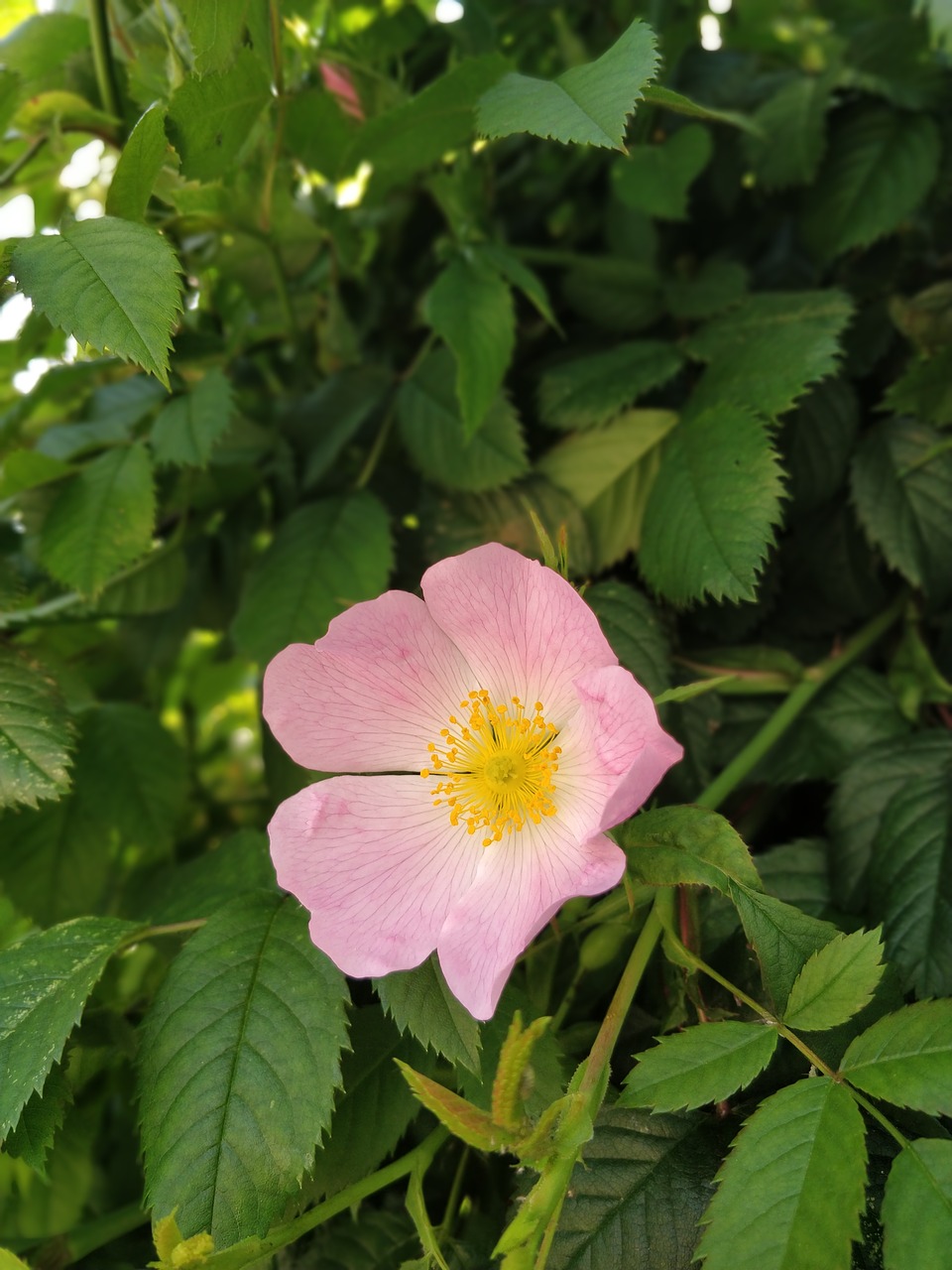 flower  plant  nature free photo