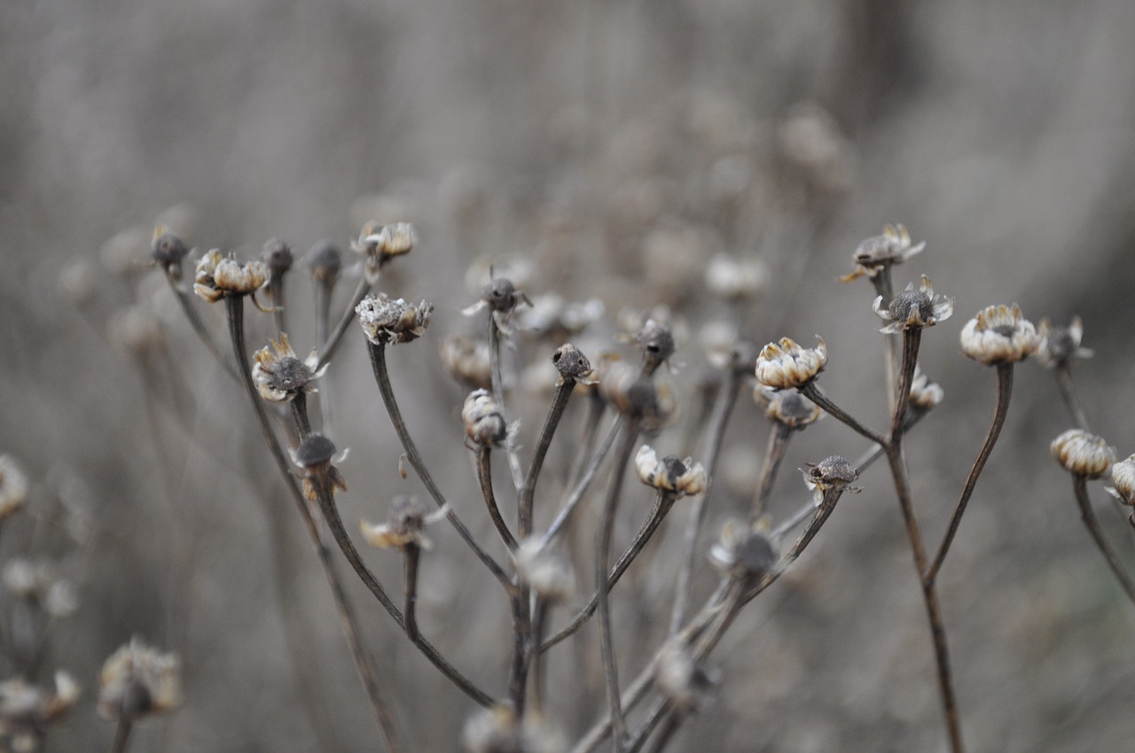 flower plant nature free photo