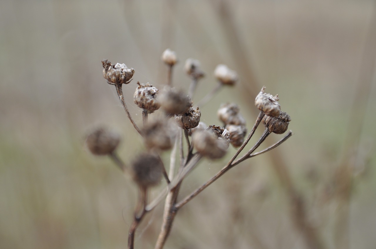 flower plant beauty free photo