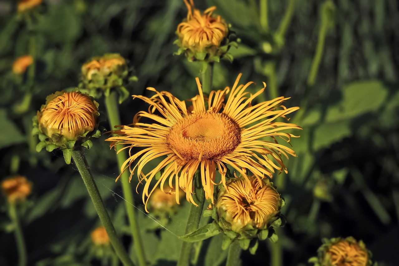 flower  yellow flower  yellow free photo