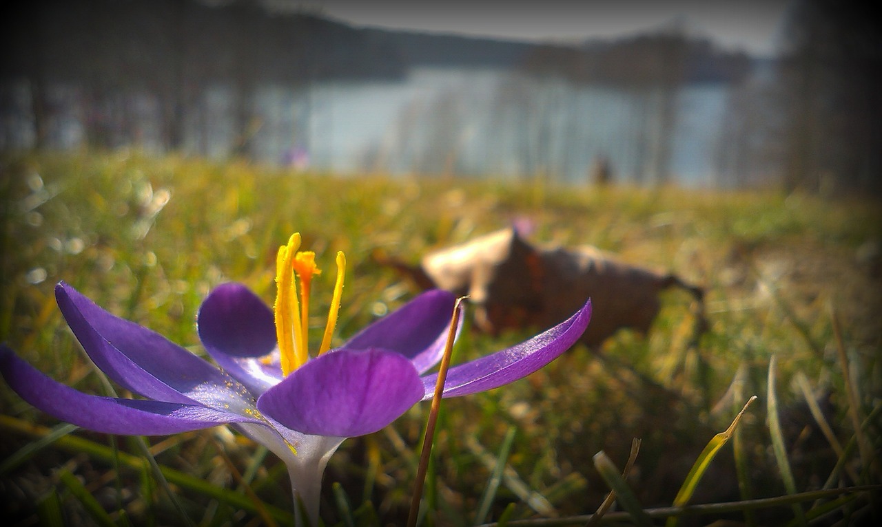 flower lake nature free photo