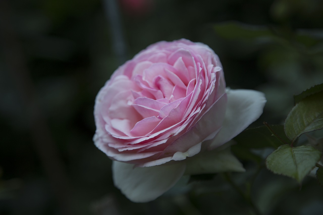 flower  rosa  garden free photo