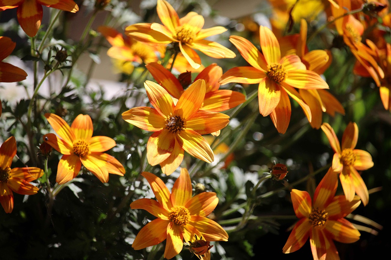 flower  orange  nature free photo